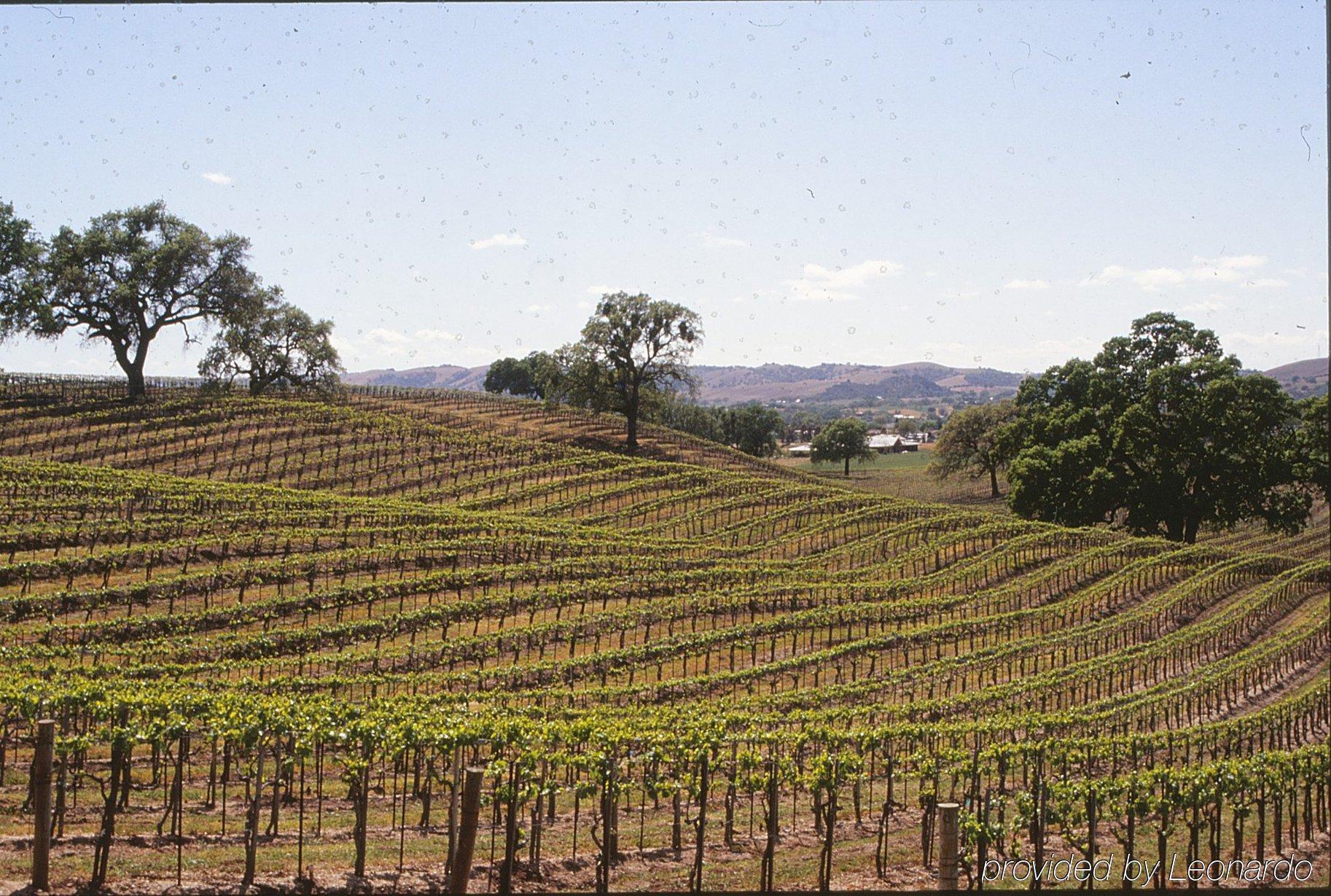 Western Black Oak 3* Paso Robles